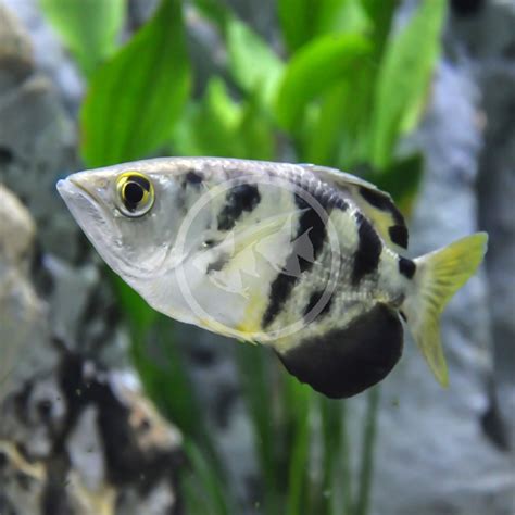 archerfish (toxotes jaculatrix).